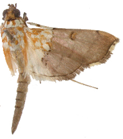 Agrotera sp. 1
