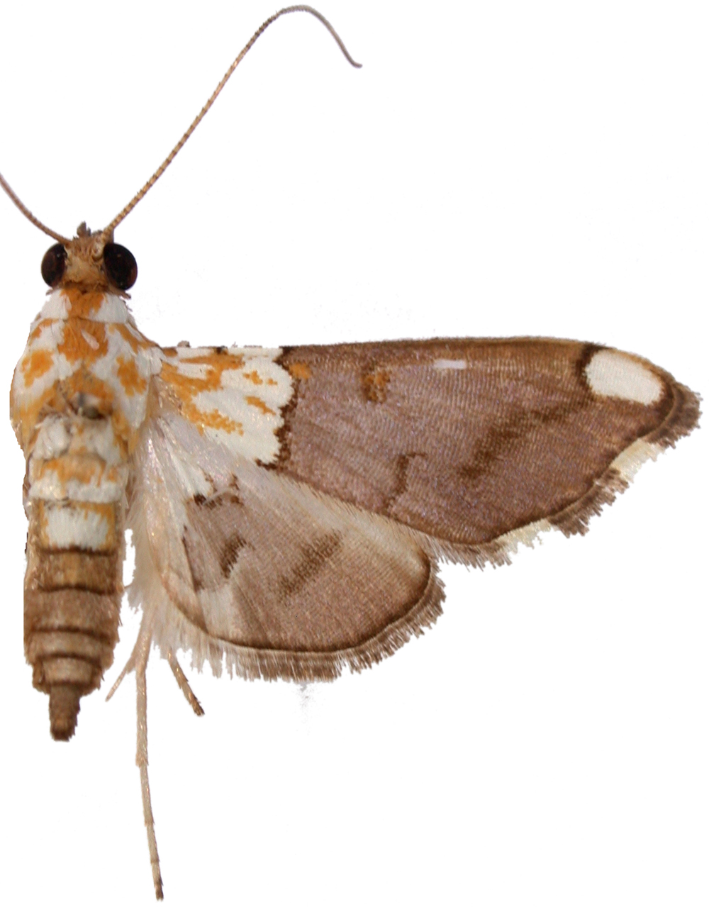 Agrotera sp. 3