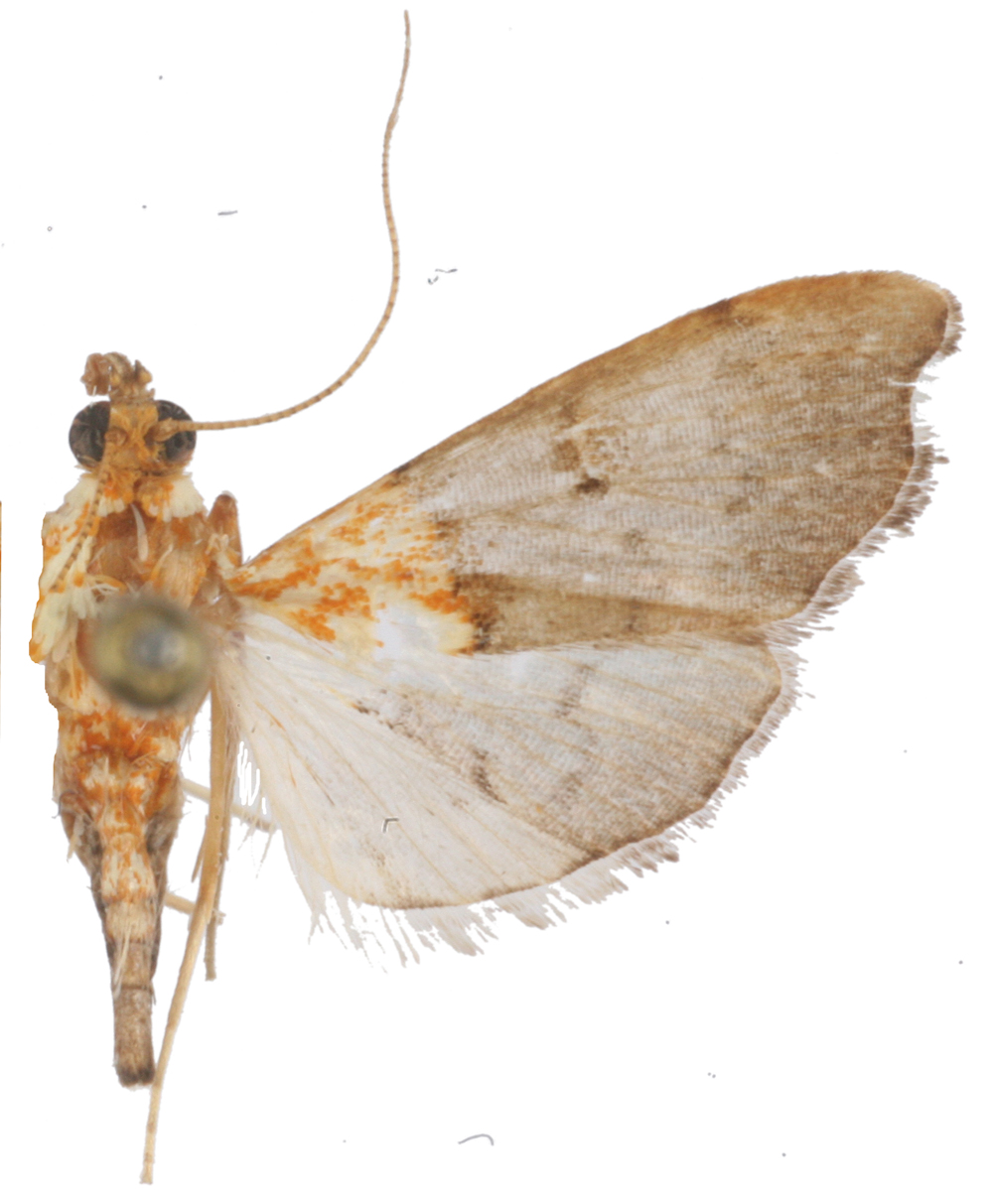 Agrotera sp. 4