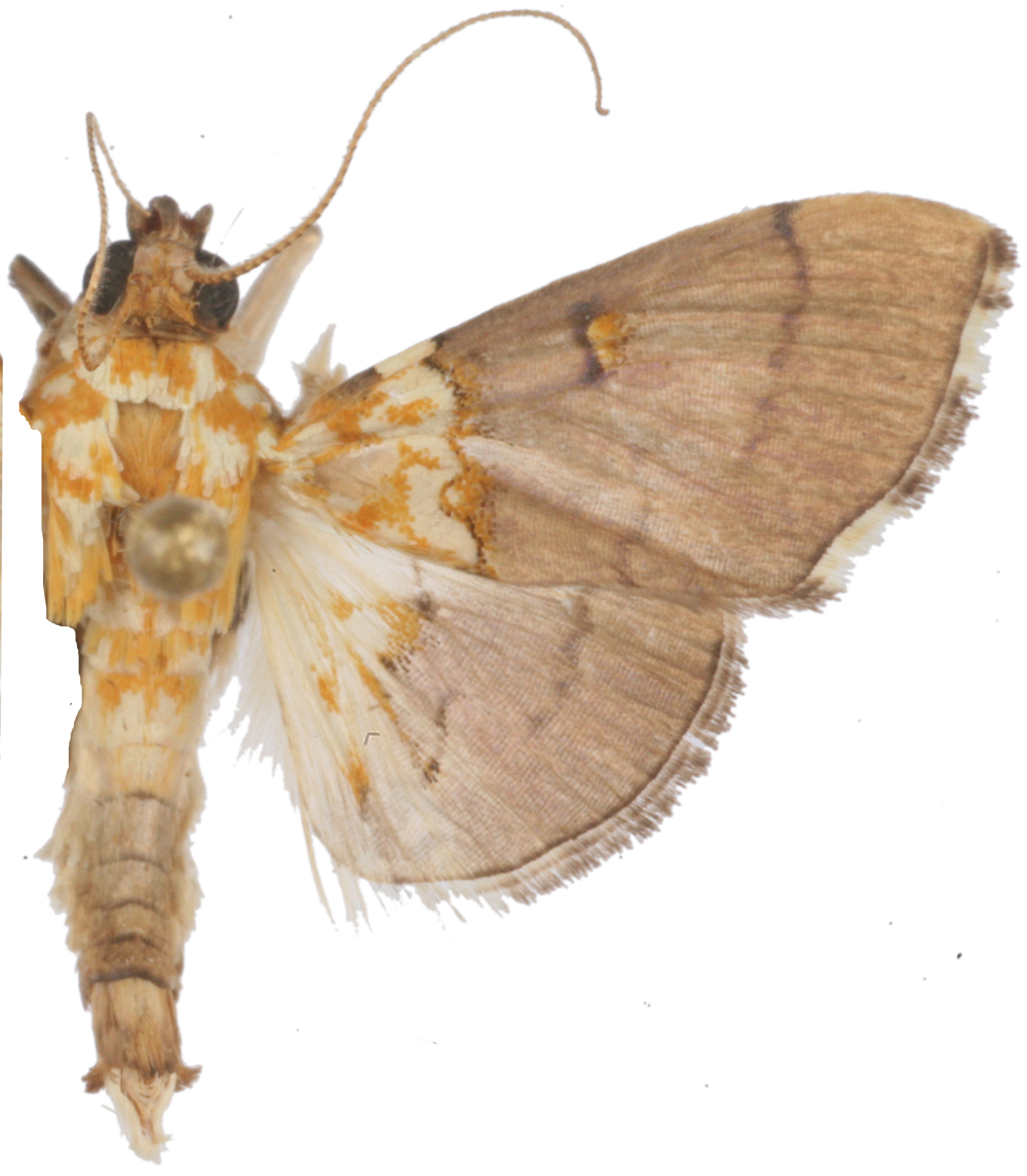 Agrotera sp. 5
