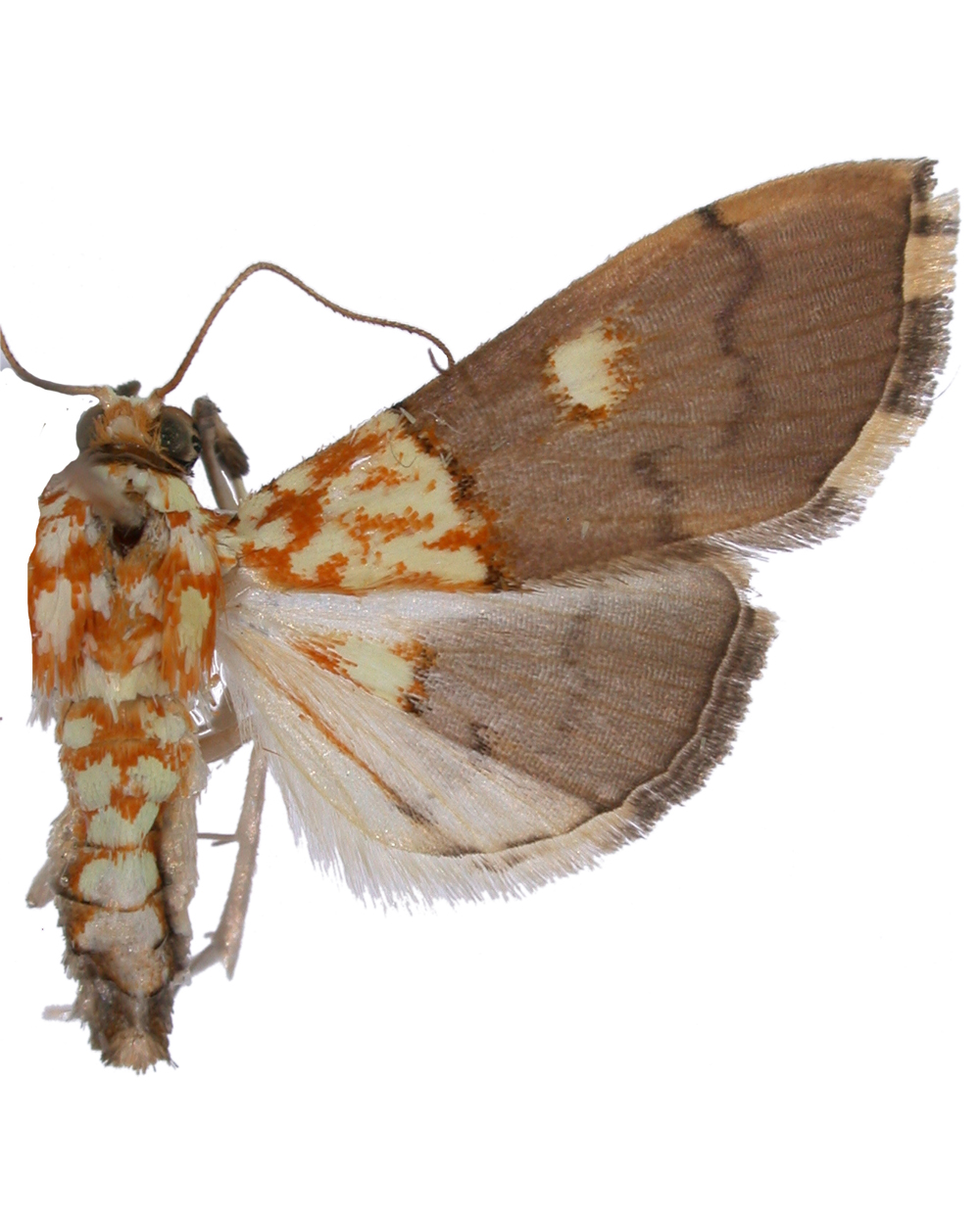 Agrotera sp. 6