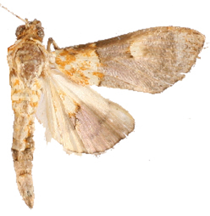 Agrotera sp. 7