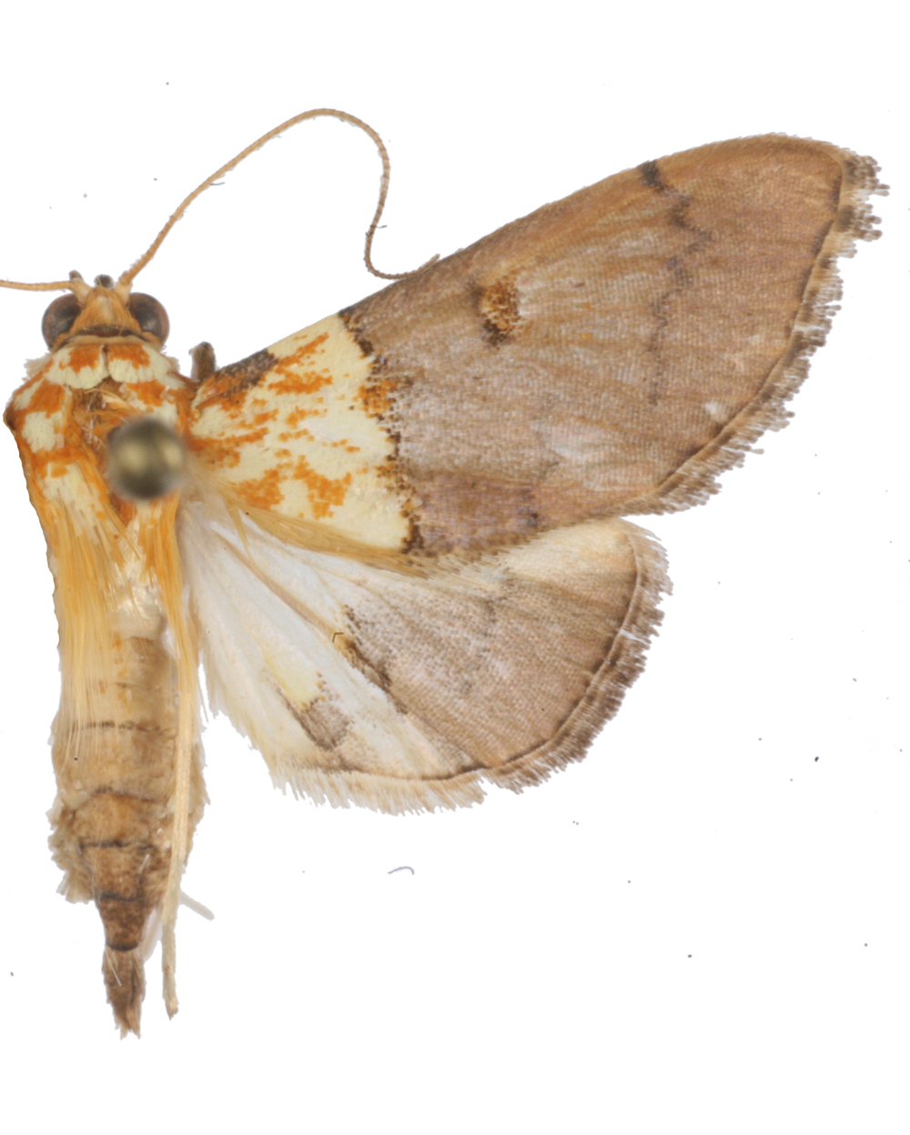 Agrotera sp. 8