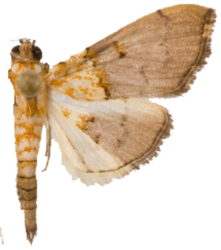 Agrotera sp. 9
