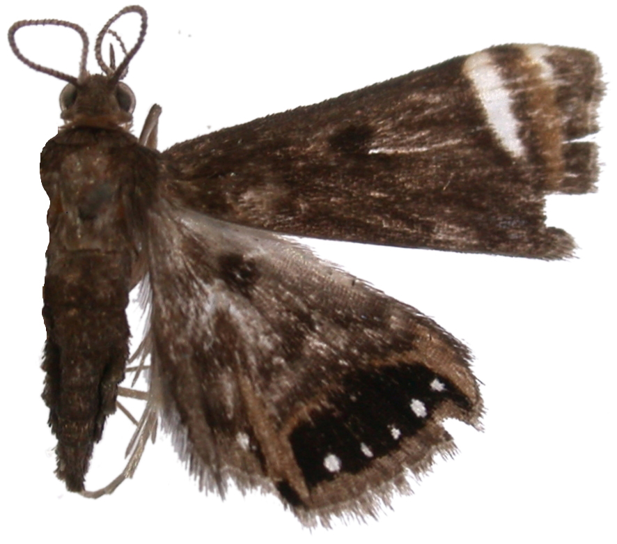 Eugauria albidentata Hampson