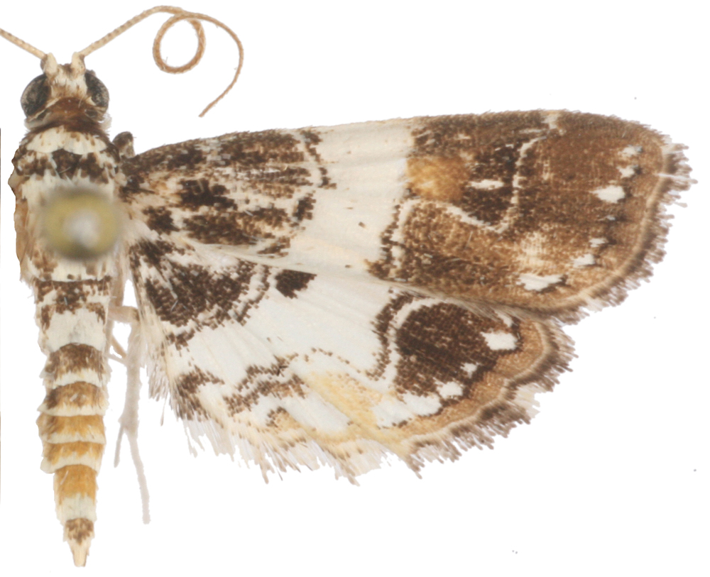 Paracymoriza albifascialis Hampson