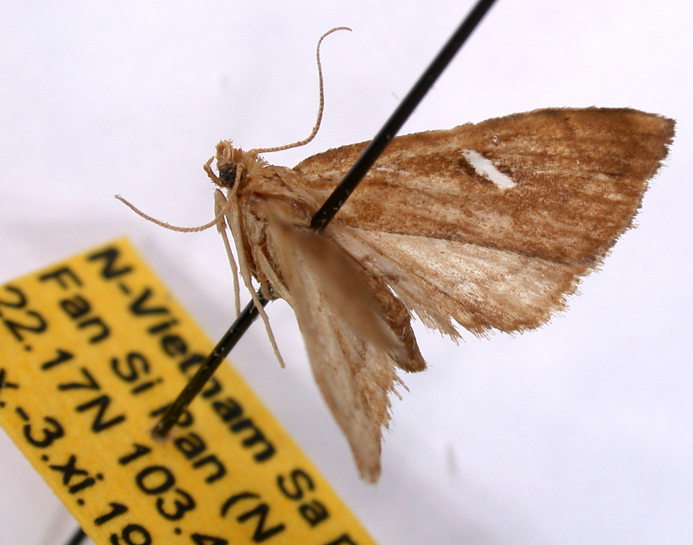 Uthinia albisignalis Hampson