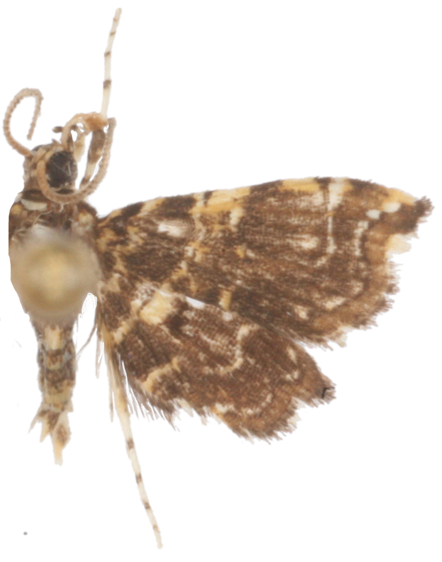 Ambia sp. 2