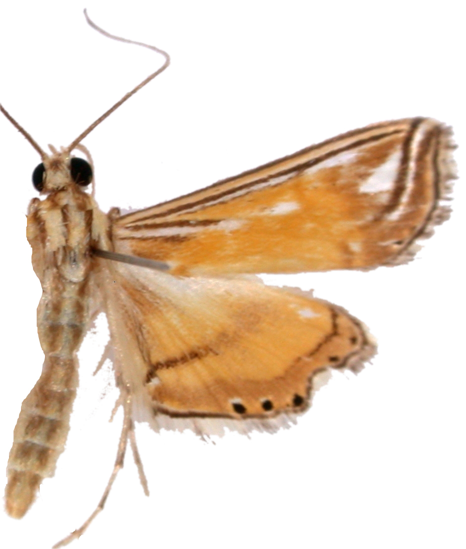Ambia sp. 3