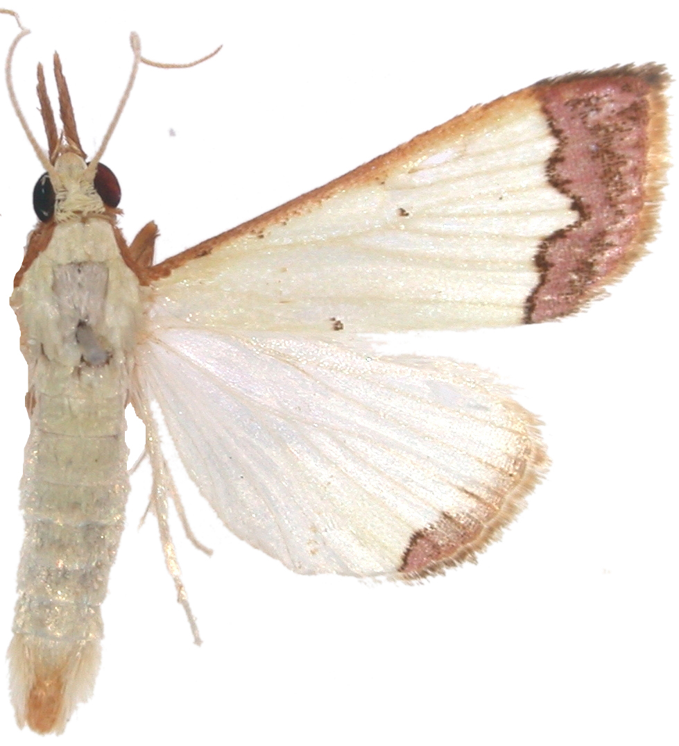 Autocharis amethystina Swinhoe