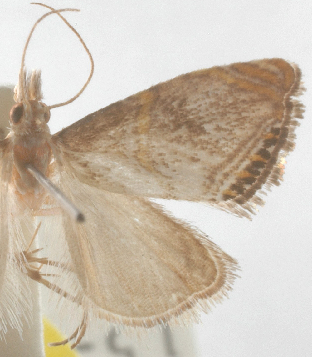 Peniculimius api Schouten