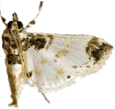 Analyta apicalis Hampson
