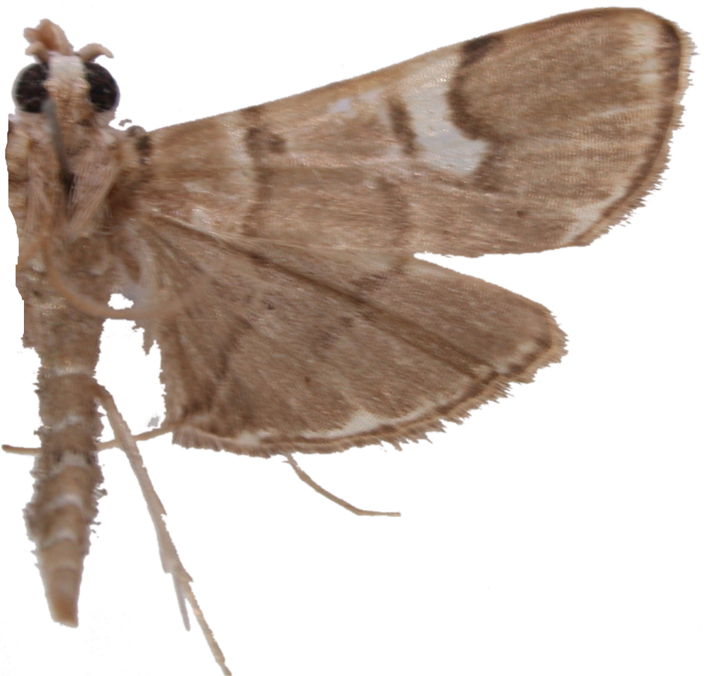 "Chalcidoptera" appensalis Snellen
