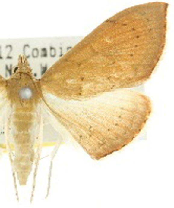 Hyalobathra archeleuca Meyrick