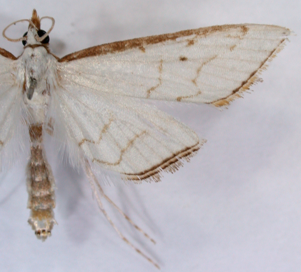 Ramila angustifimbrialis Swinhoe