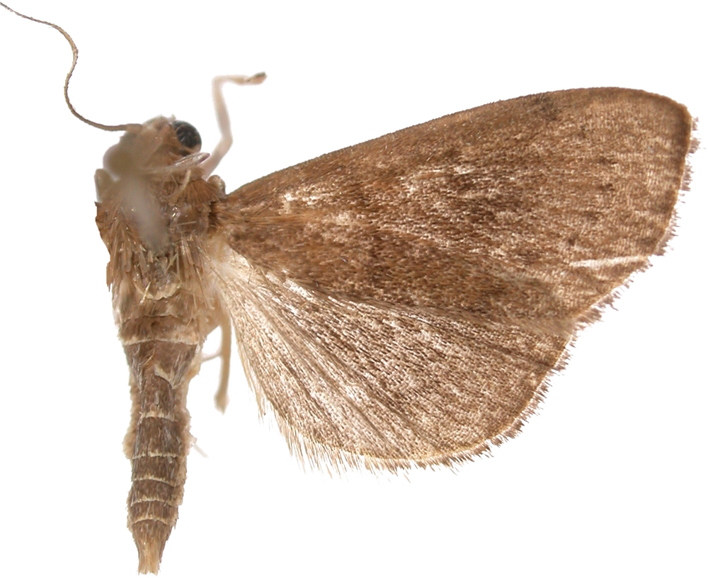 Placosaris arjunoalis Munroe & Muutura