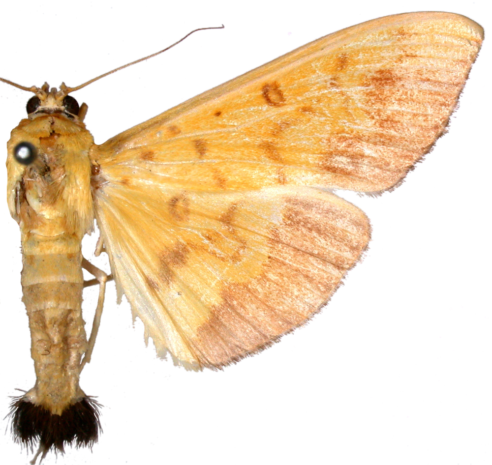 Botyodes asialis Guenée