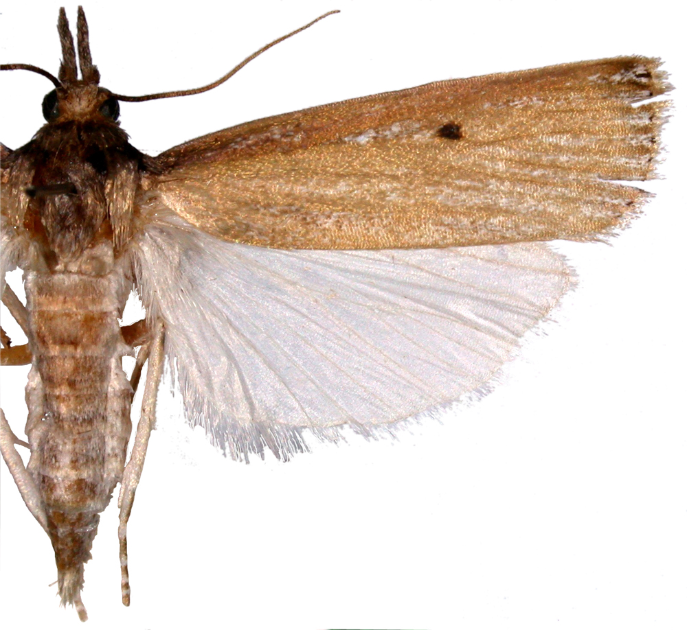 Calamotropha atkinsoni Zeller