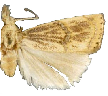 Chilo auricilia Dudgeon