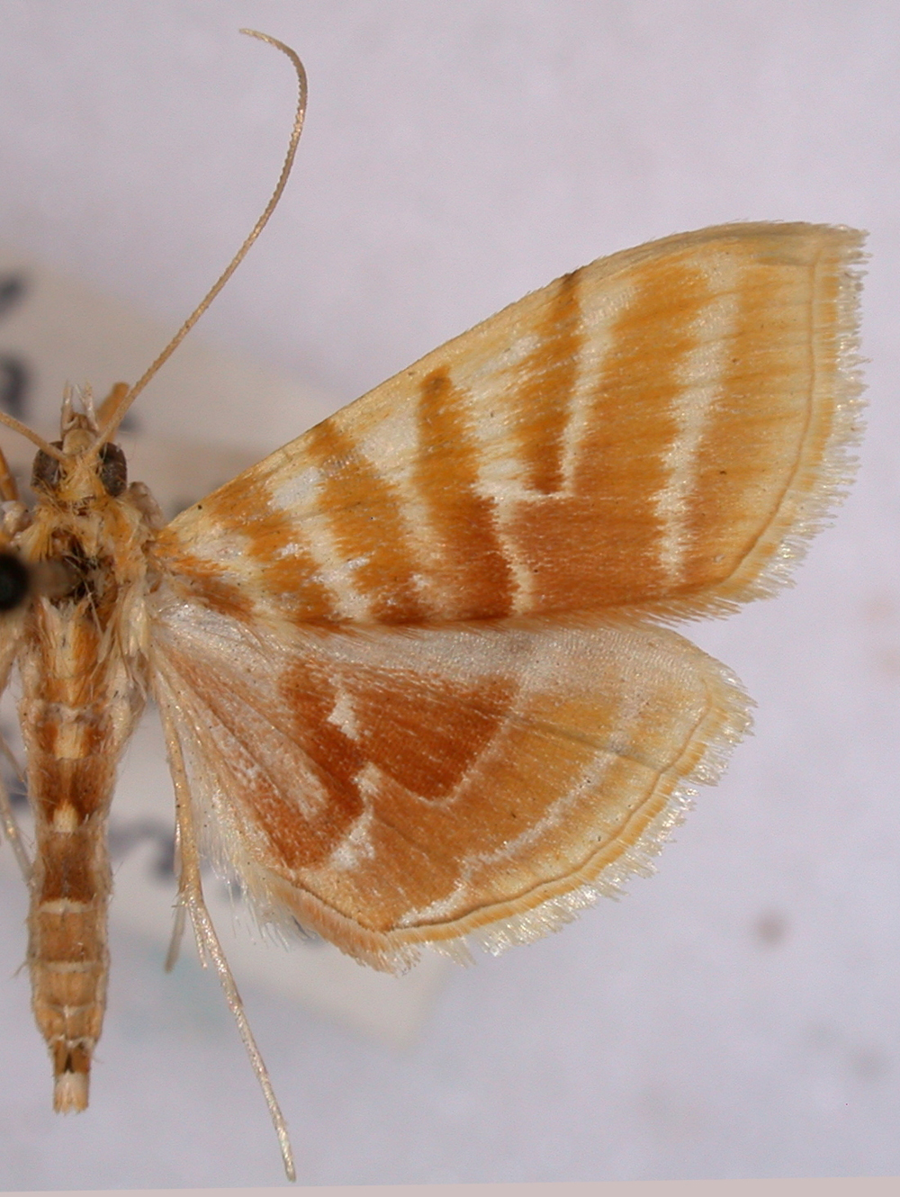 Pagyda auroralis Moore