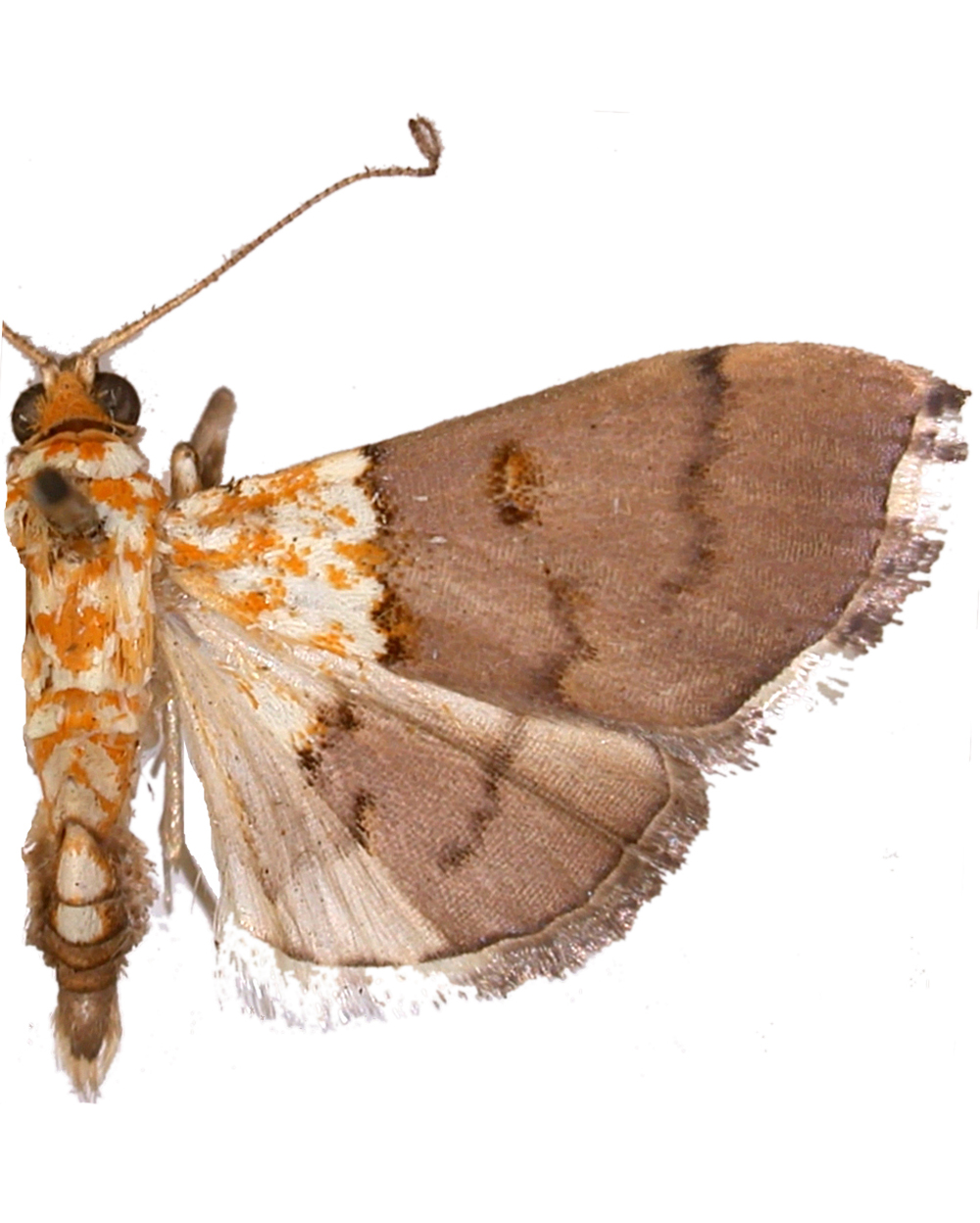 Agrotera basinotata Hampson