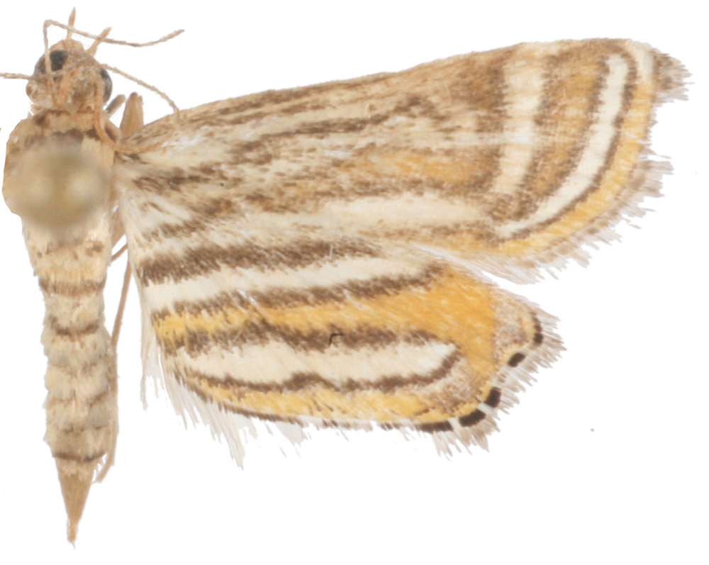 Parapoynx bilinealis Snellen