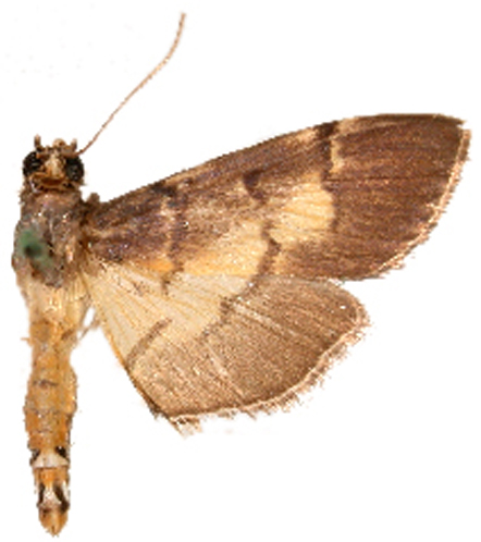 Bacotoma binotalis Warren