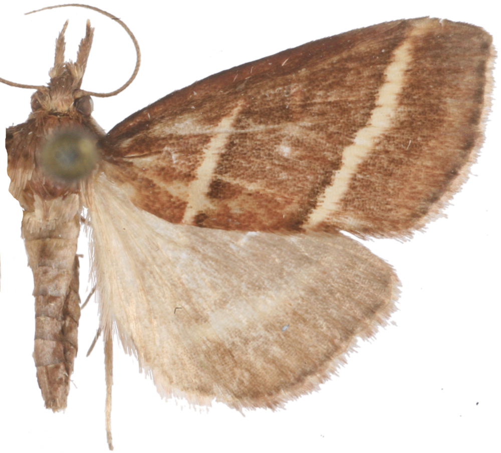 Hoploscopa bivialis Hampson