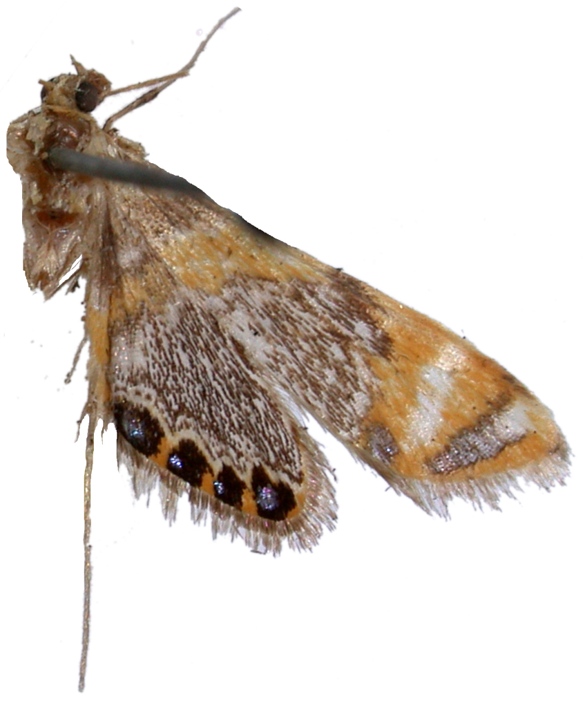 Nymphicula blandialis Walker