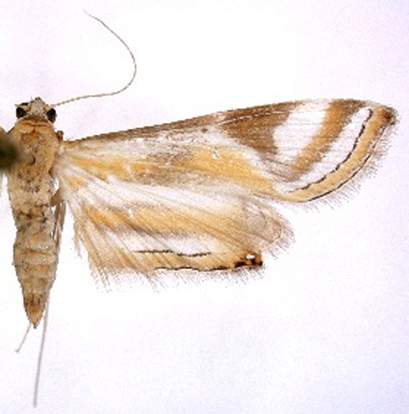 Eoophyla boernickei Mey