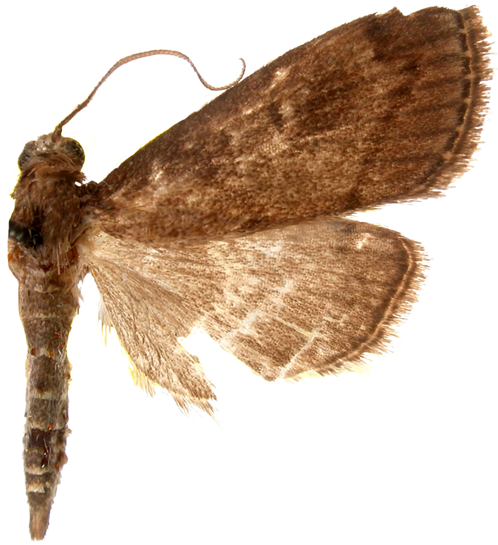 Placosaris bornealis Munroe & Mutuura