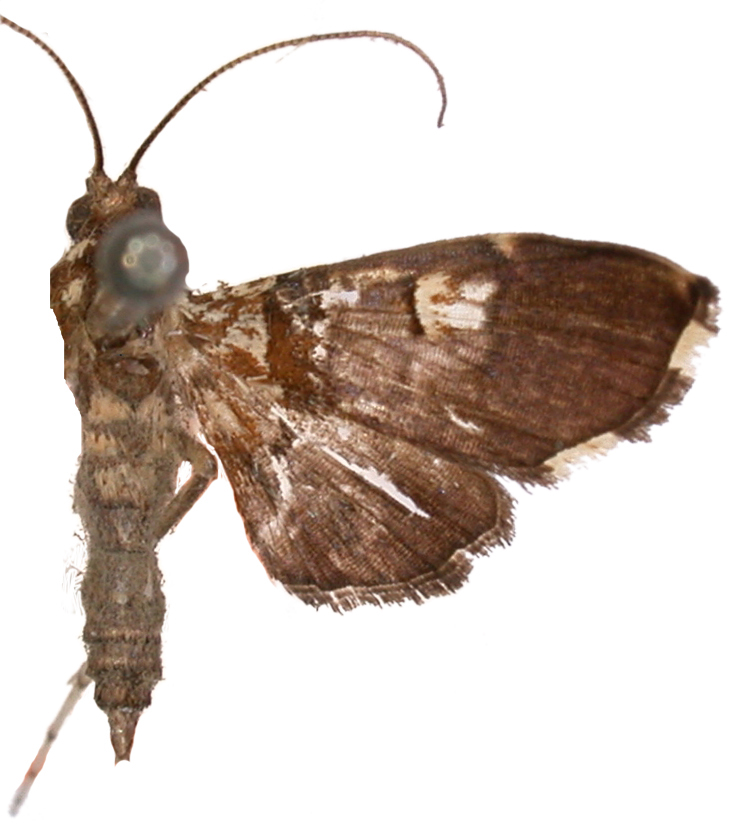 Aetholix borneensis Hampson