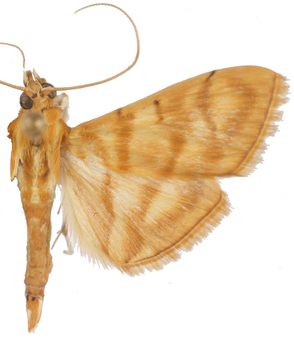 Pagyda botydalis Snellen