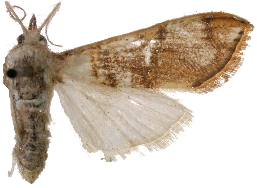 Cirrhochrista bracteolalis Hampson