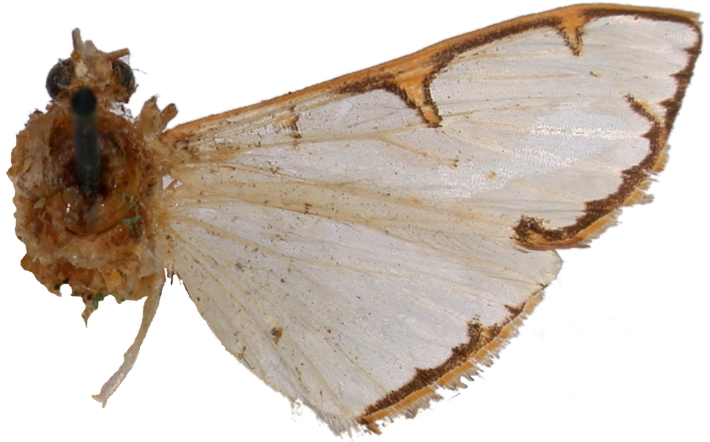Cirrhochrista brizoalis Walker