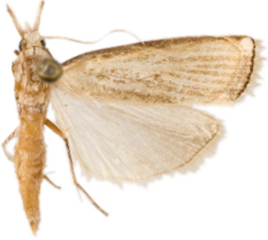 Calamotropha sp. 1