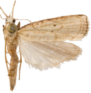 Calamotropha sp. 3