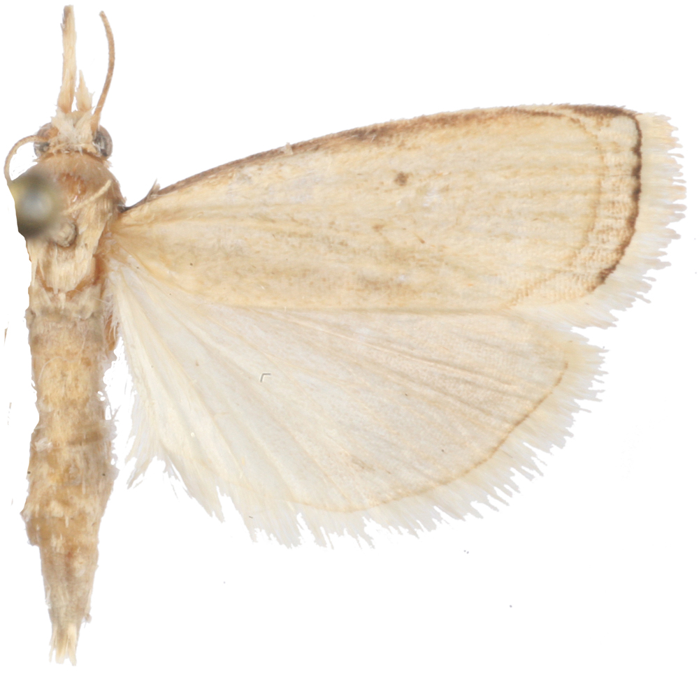 Calamotropha Sp. 4