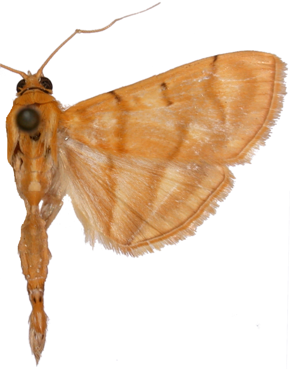Pagyda calida Hampson