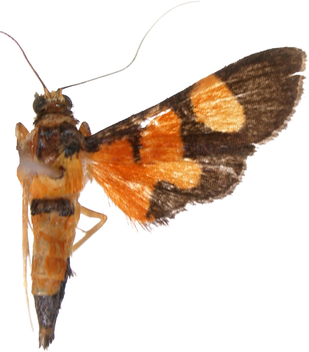 Aethaloessa calidalis Guenée