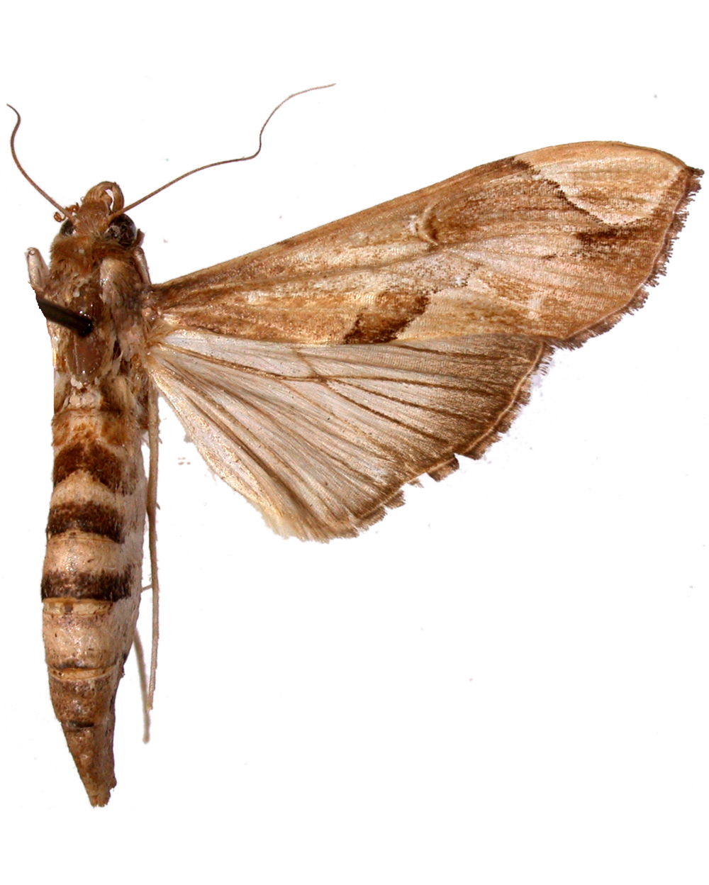 Agathodes caliginosalis Snellen