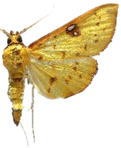 Archernis callixantha Meyrick