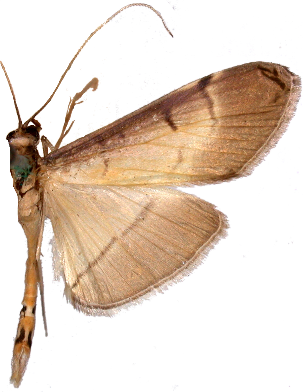 Bacotoma camillusalis Walker