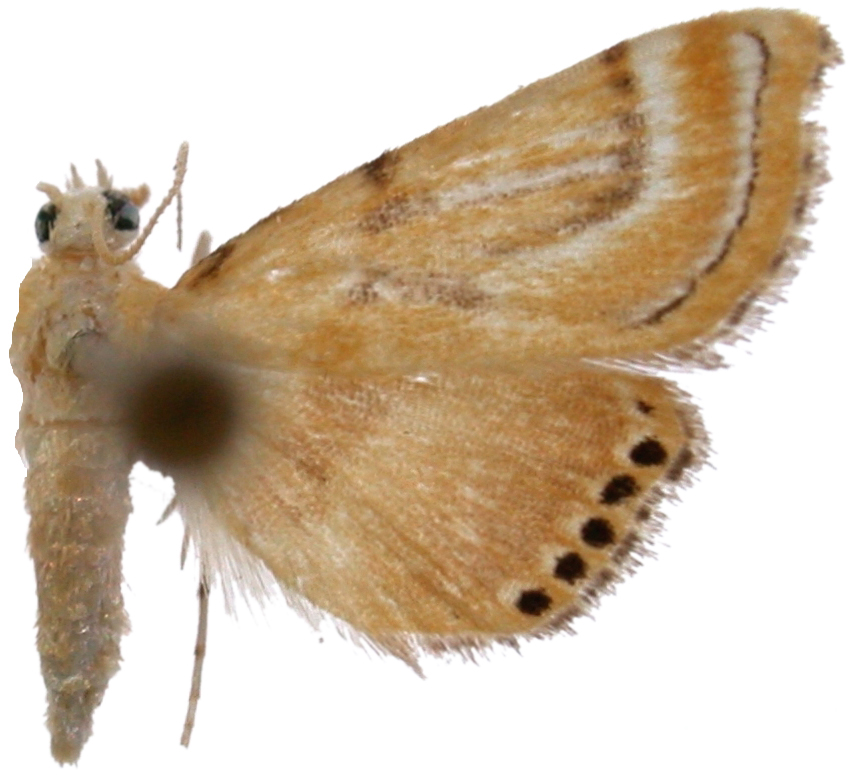Cataclysta sp. 1