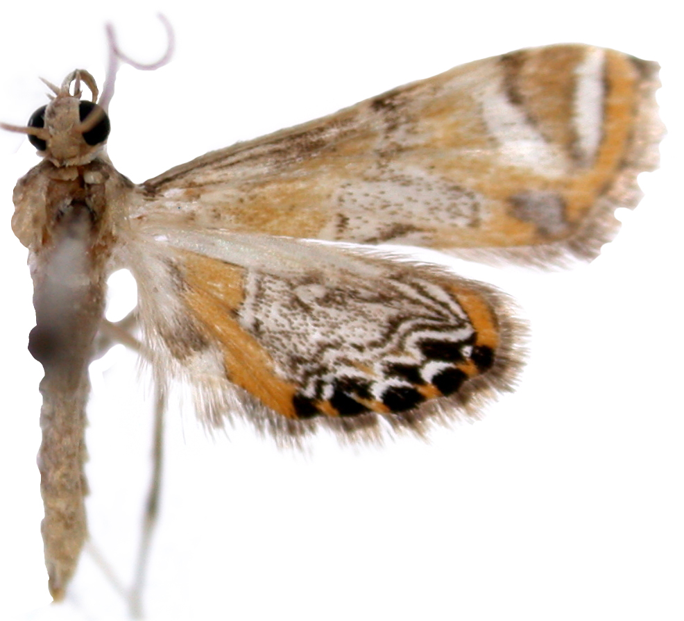 Nymphicula cataclystalis Hampson