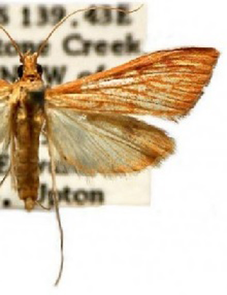 Antigastra catalaunalis Duponchel