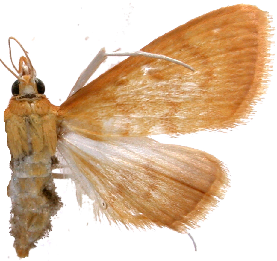 Ecpyrrhorrhoe celatalis Walker
