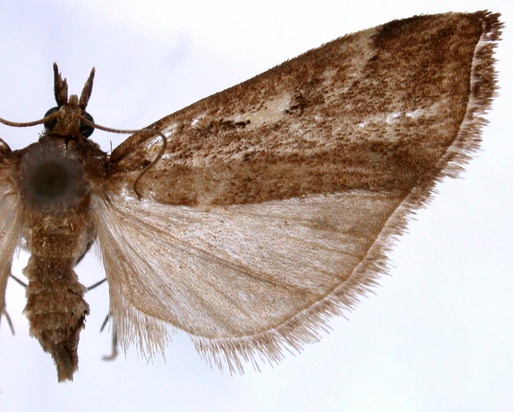 Charltoniada sp. 1