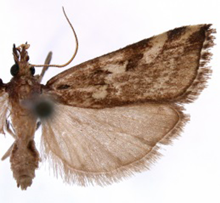 Charltoniada sp. 2