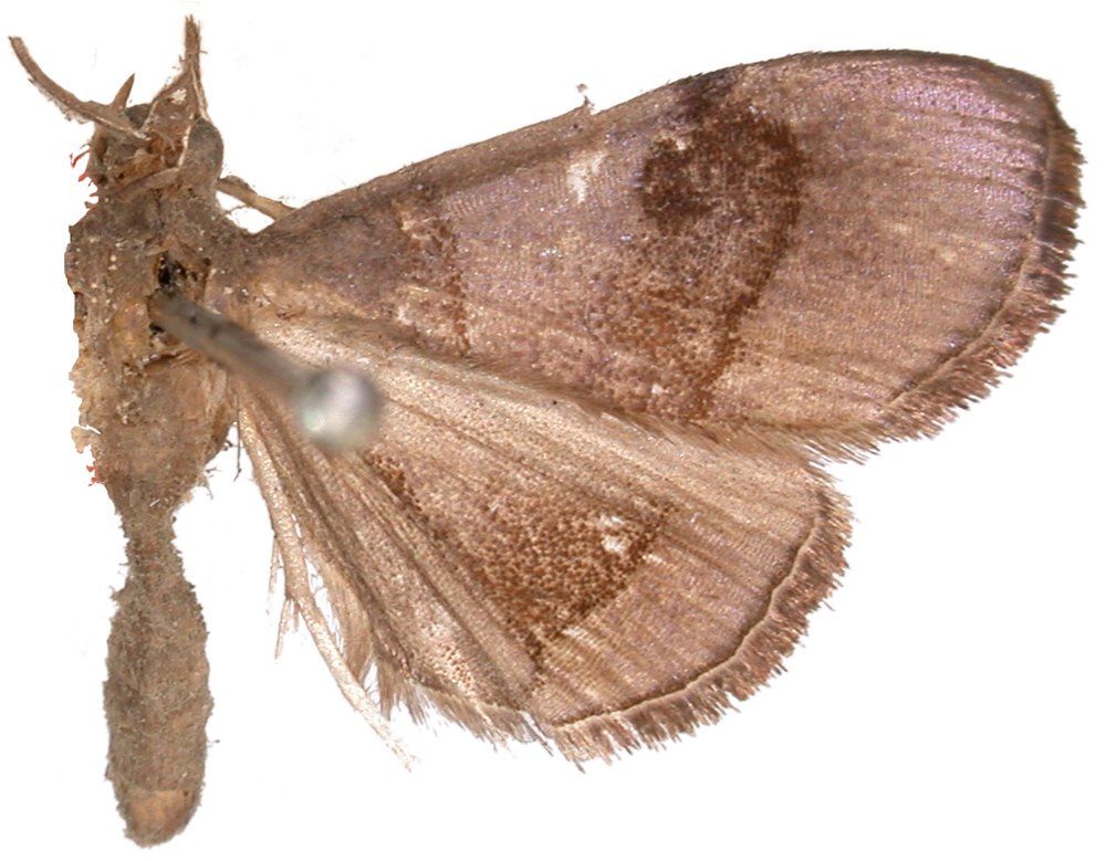 Hemiscopis cinerea Warren